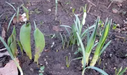 Frühlingsblumen.webp