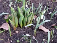 Tulpen (2).webp
