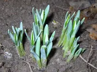 Tulpen.webp