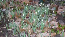 Schneeglöckchen.webp