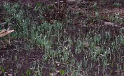 Schneeglöckchen (3).webp