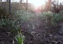 Schneeglöckchen (5).webp