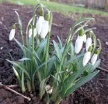 Schneeglöckchen (6).webp
