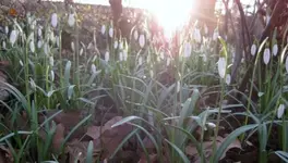 Schneeglöckchen (8).webp
