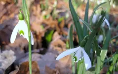 Schneeglöckchen (9).webp