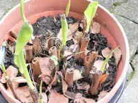 canna winterqartier.webp