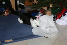 nappi weihnachten1.webp