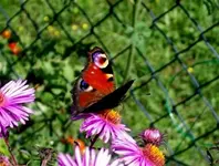 100_0727-1.webp