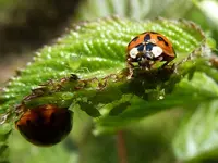 NATURFORUM WETTB.webp