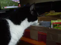 IMGP3518.webp