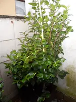 SAM_0216.webp