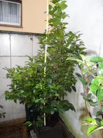 SAM_0217.webp
