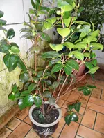 SAM_0218.webp