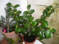 SAM_0219.webp