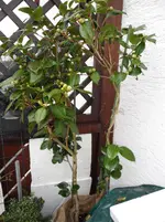 SAM_0213.webp