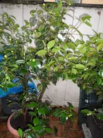 SAM_0220.webp