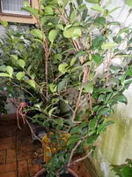 SAM_0221.webp