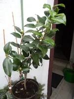 SAM_0222.webp