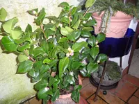 SAM_0223.webp