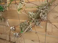 DSCF0417.webp