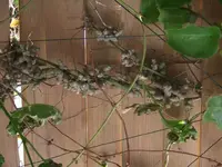DSCF0418.webp