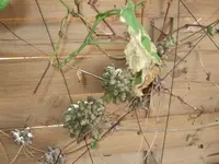 DSCF0420.webp