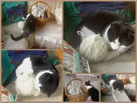 Strickerin v.webp