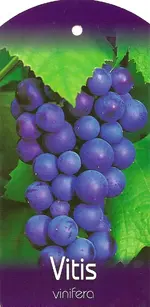 Scannen0021.webp