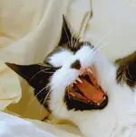 Ich lach mich schlapp....webp