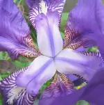 flower (1) pv.webp
