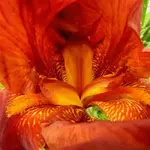 flower pv.webp