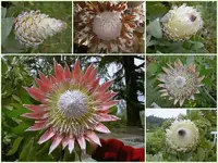 Protea v.webp