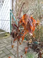 DSCN4492.webp