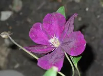 SN850932.webp