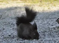 hörnchen1.webp