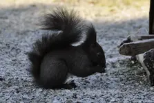 hörnchen2.webp