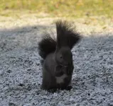 hörnchen3.webp