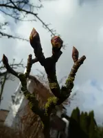 Die Natur erwacht 005.webp