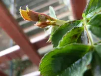 Die Natur erwacht 012.webp