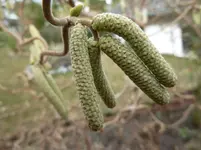Die Natur erwacht 021.webp