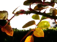 Die Natur erwacht 037.webp