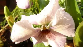 Die Natur erwacht 054.webp
