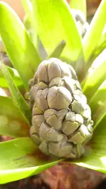 Die Natur erwacht 056.webp