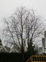 CIMG0211.webp