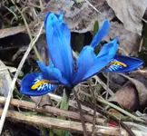 DSC00932 - 2011-02-13 - iris.webp