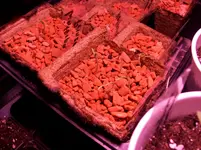 100_2361.webp