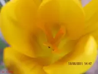 blüten1.webp