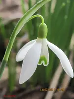 blüten2.webp