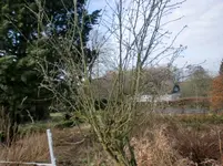 CIMG0428.webp