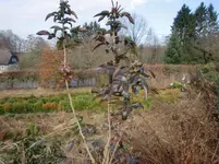 CIMG0433.webp